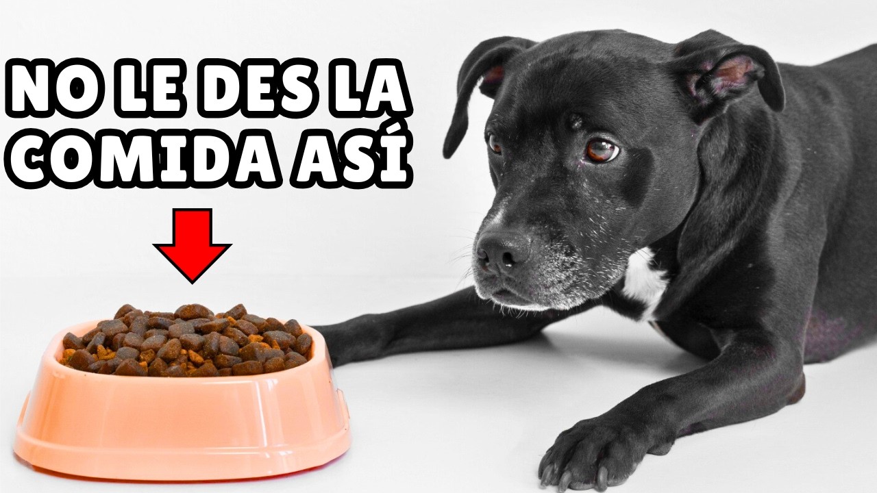 7 ERRORES que cometes cada vez que le das de COMER a tu perro ⚠️