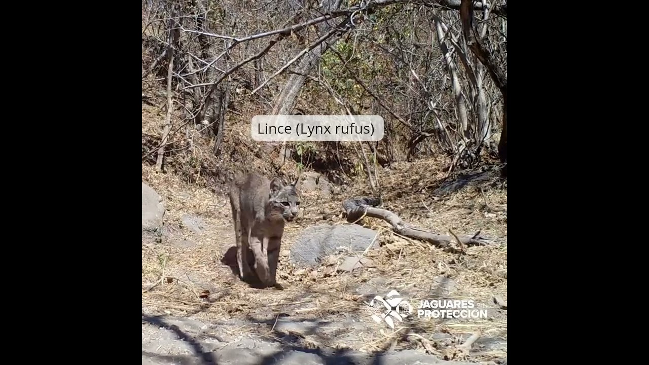 La elegancia del gato mont&eacute;s #nayarit  #mexico #bobcat