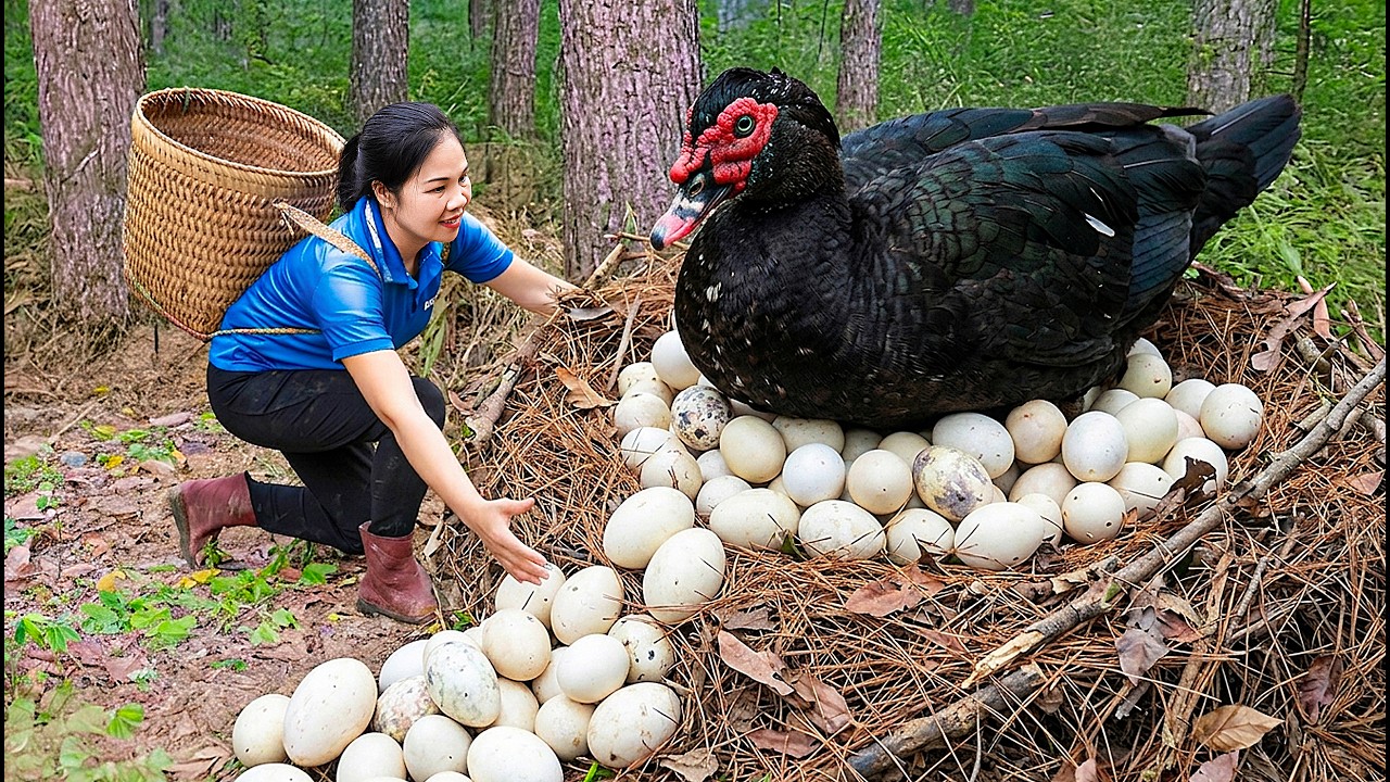 Harvesting Black Muscovy Duck and Egg Nests & Go to Market Sell | Hunting wild animals in the forest