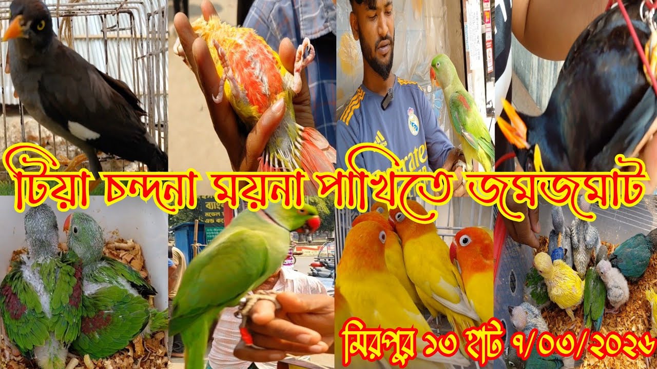 টিয়া চন্দনা ময়না পাখিতে জমজমাট মিরপুর ১৩ পাখির হাট | Mirpur 13 Pakhir hat | parrot market Mirpur 13