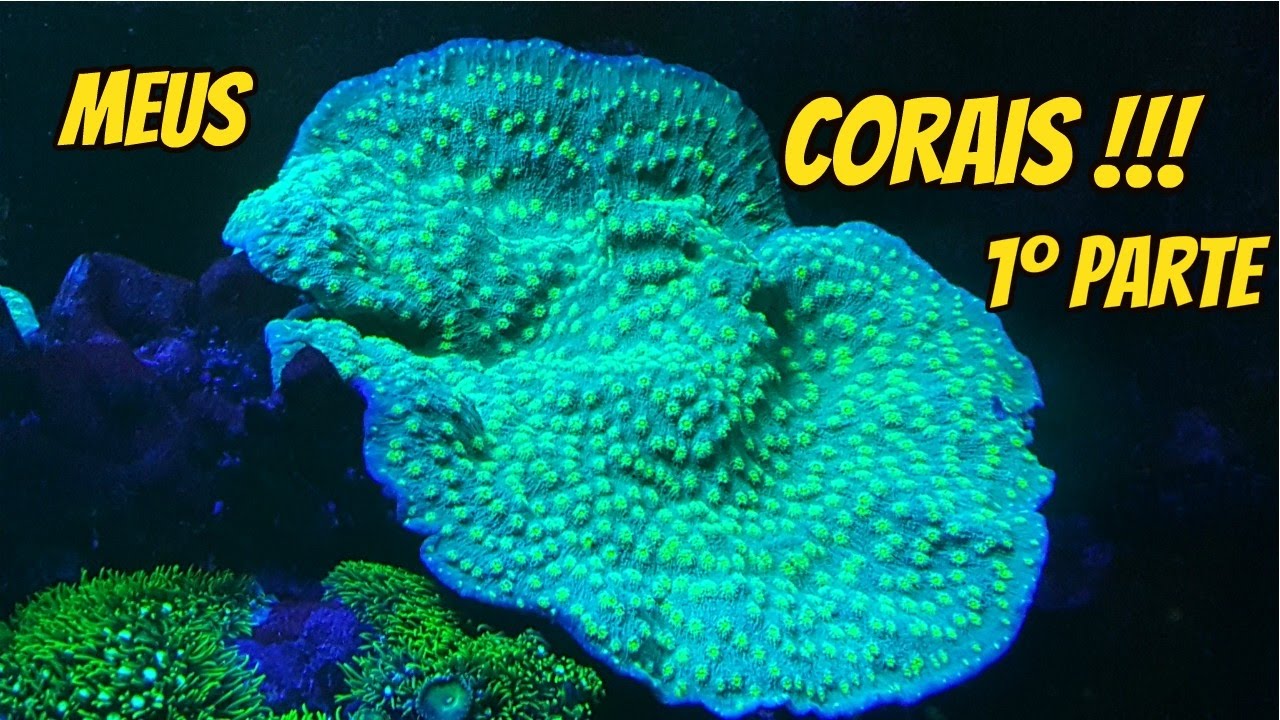 Todos os corais do aqu&aacute;rio / Francisco / Beb&ecirc; aquarista