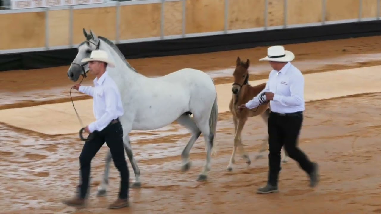 1er Encuentro de Criadores de Caballos de Paso Fino. Lactantes Potrancas y Potros