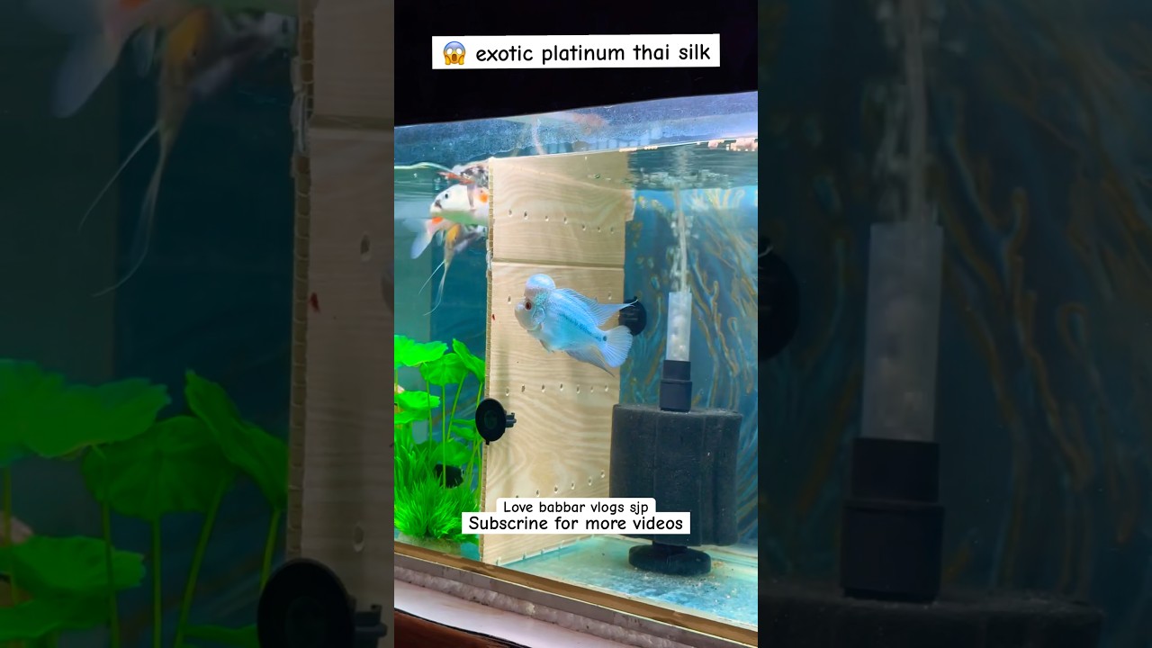 😱amazing result thaisilk 🤩 #thaisilk #flowerhorn #fish #viral #viralvideo #vlogs #exoticfishes