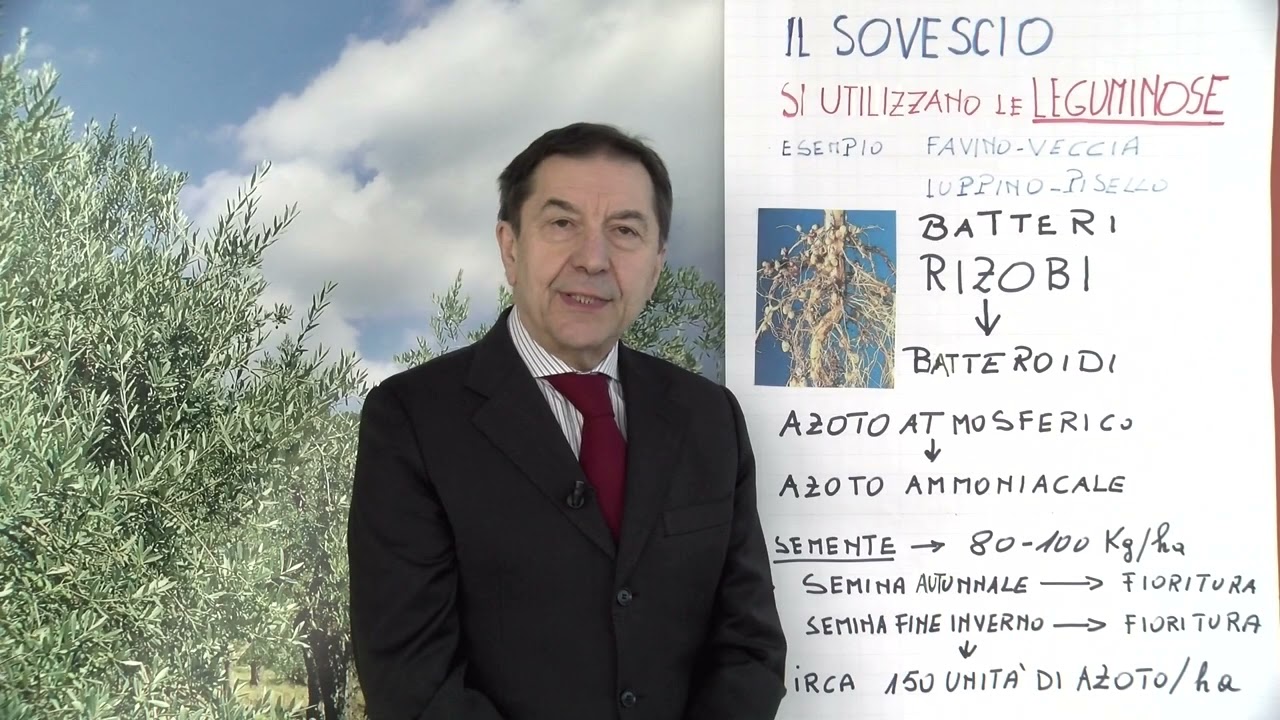 Olivo, l’utilizzo del sovescio