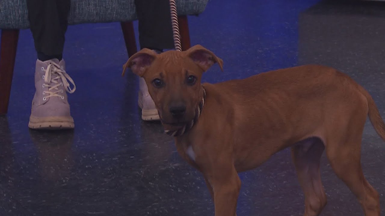 KLBK’s Pet of the Day is Steak! (3/3/26)