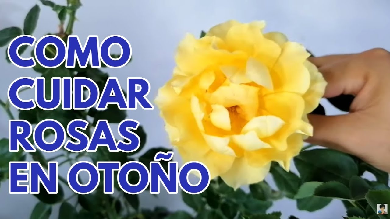 como cuidar  rosales y rosas en el otoño CHUYITO JARDINERO