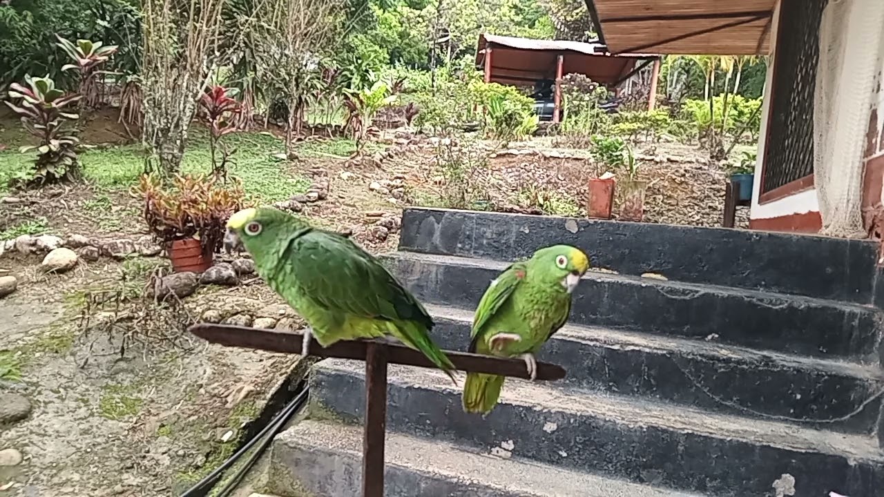 Grabe a mis loros bonitos 