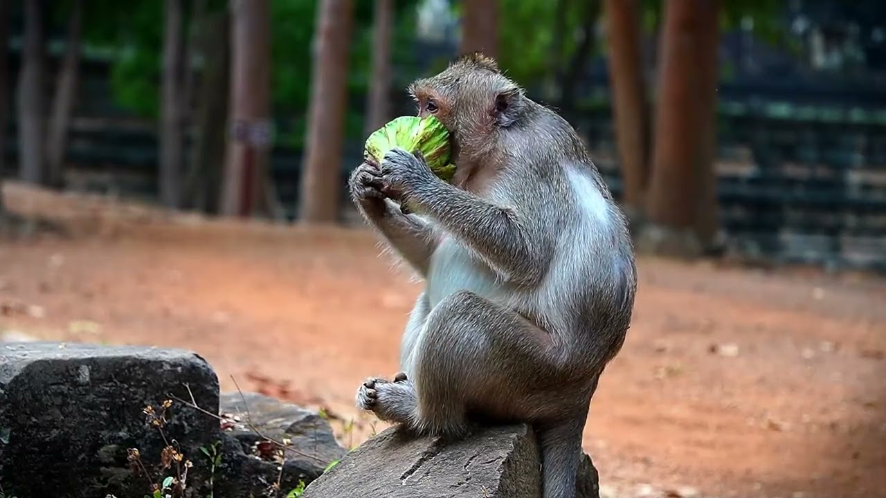 Meet Orphan Boy Vincent and Ellen Cara Today, Giving Some Food To Them