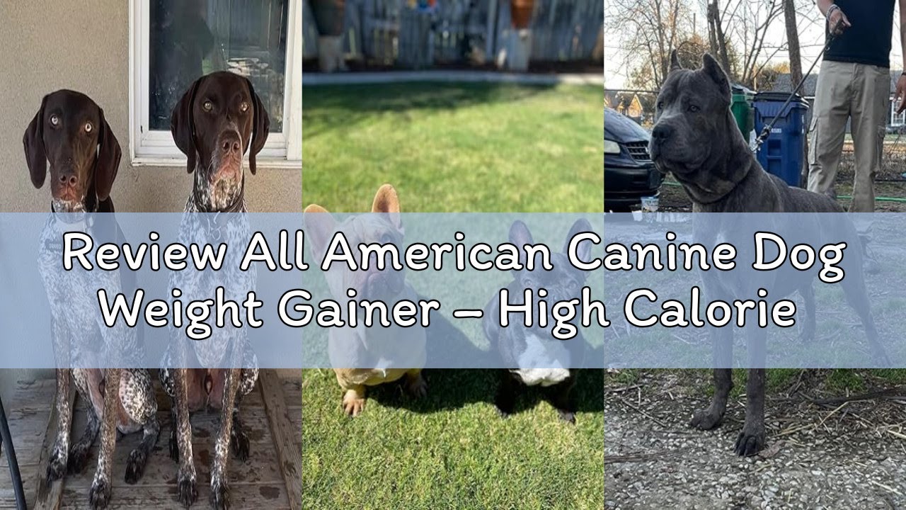 Review All American Canine Dog Weight Gainer – High Calorie Dog Food Supplement & Protein Powder for
