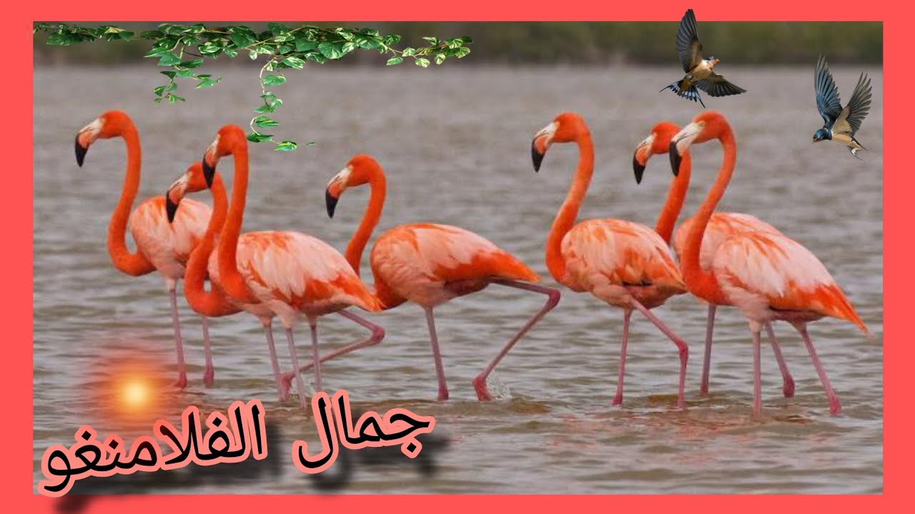 شوفوا الجمال هذا طير الفلامنغو😍روتين اليوم في المحميه