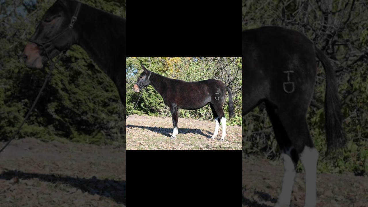 Gypsy Lot #42 Chrome in the Canyon Premier Mule Sale