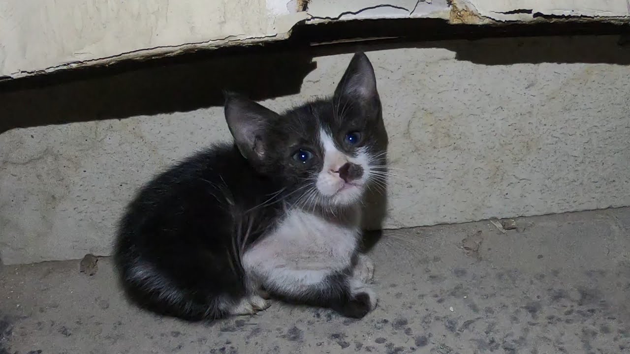 Homeless cats in UAE, Ras Al Khaimah #cat #cats #RasAlKhaimah #kitten #kittens #straycat #pet #pets