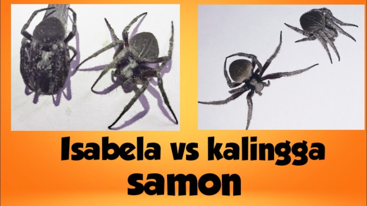 Battle of the Giants: samon Isabela vs samon kalingga