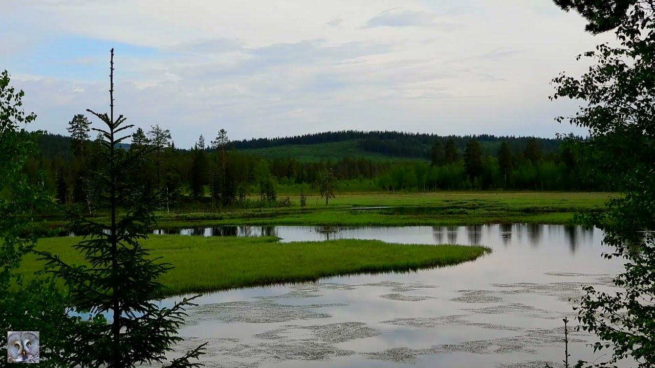Gray heron by a mountain lake,Gr&aring;hegre ved et fjellvann,Серые цапли у горного озера,p1000