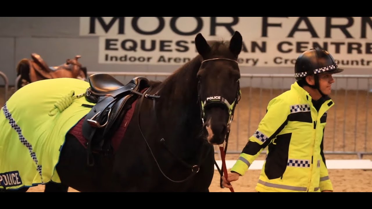 Helping a police horse with some problems