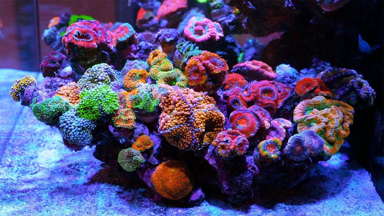 Touring the Worldwide Coral's Boutique Reef Shop in Winter Park, Florida
