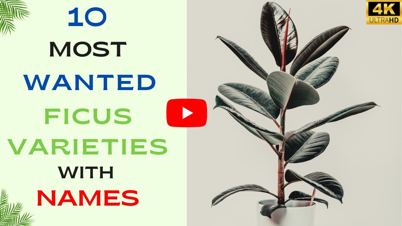 10 Most wanted Ficus Varieties with names | Types of Ficus Plant | Indoor Plants