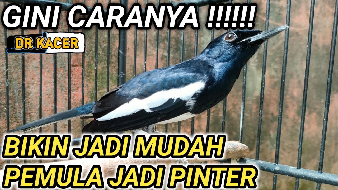 RAHASIA MERAWAT BURUNG KACER BERAWAL DARI SINI | DR KACER NEW
