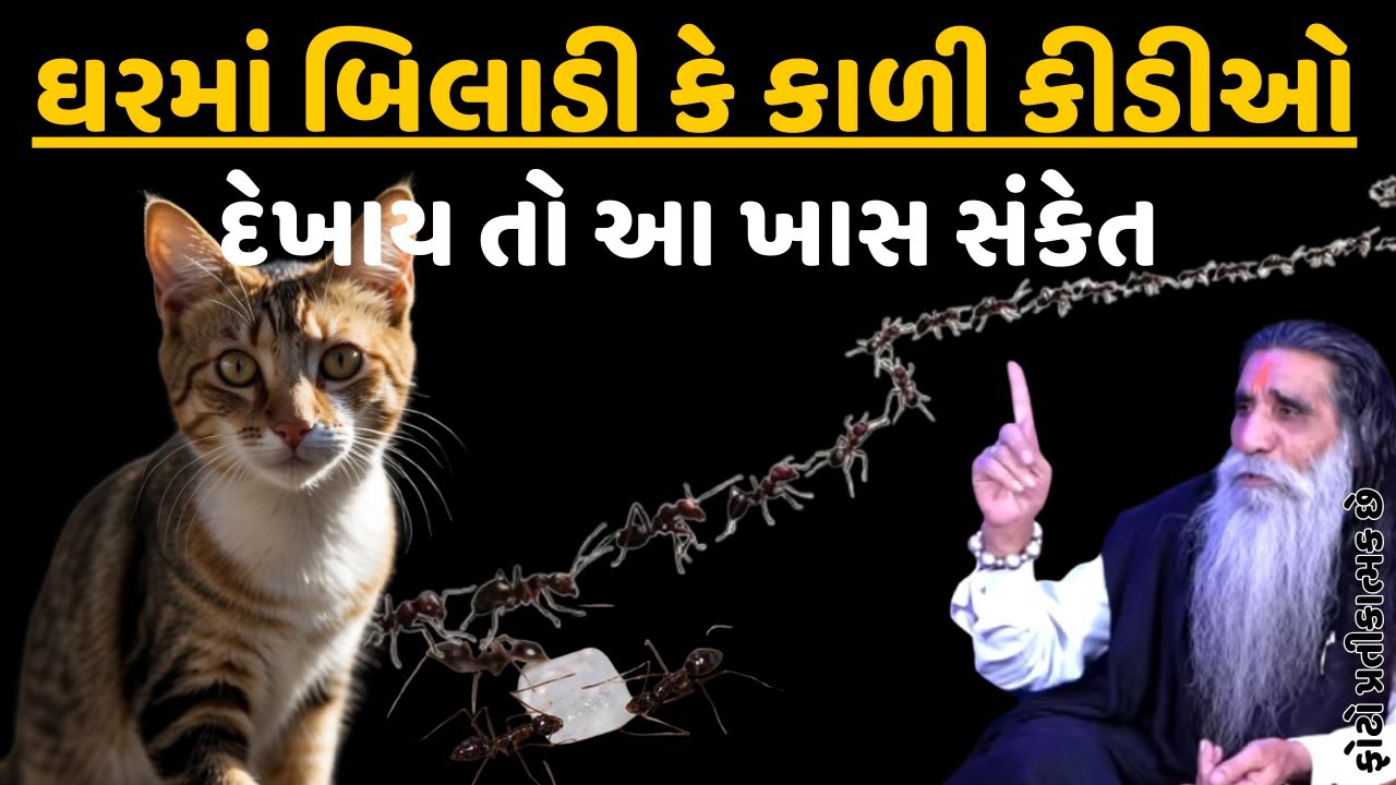 ઘરમાં બિલાડી કે કાળી કીડીઓ દેખાય તો આ ખાસ સંકેત || jay mamogal||Vastu shashtra ||vastu tips