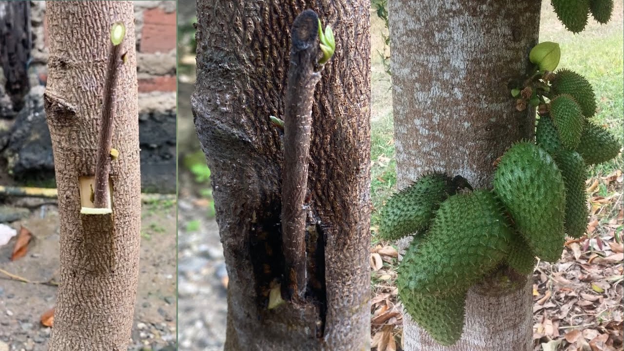 Soursop insert GRAFTING 100% Successful