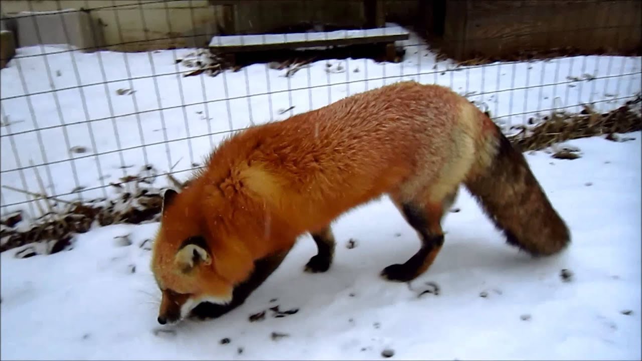 Yet more snow for RonRon