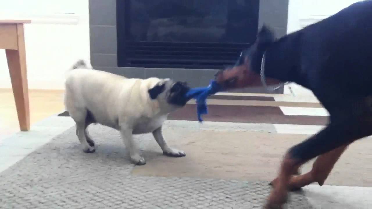 Doberman losing to pug in tug of war