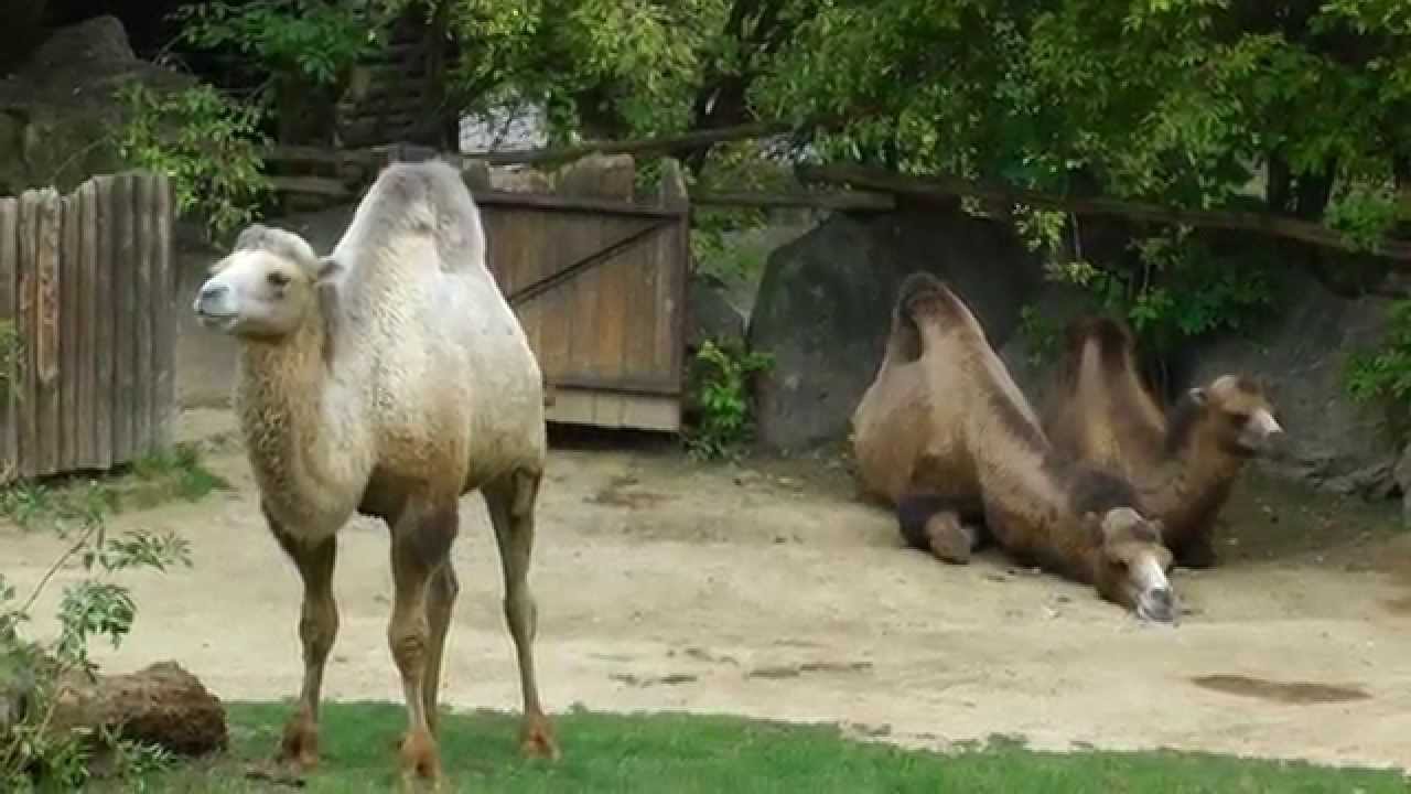 PREZENTÁCIA / ZOO Bojnice