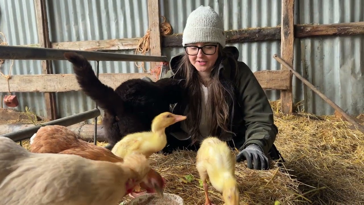 Day 20 of our runner duck ducklings 