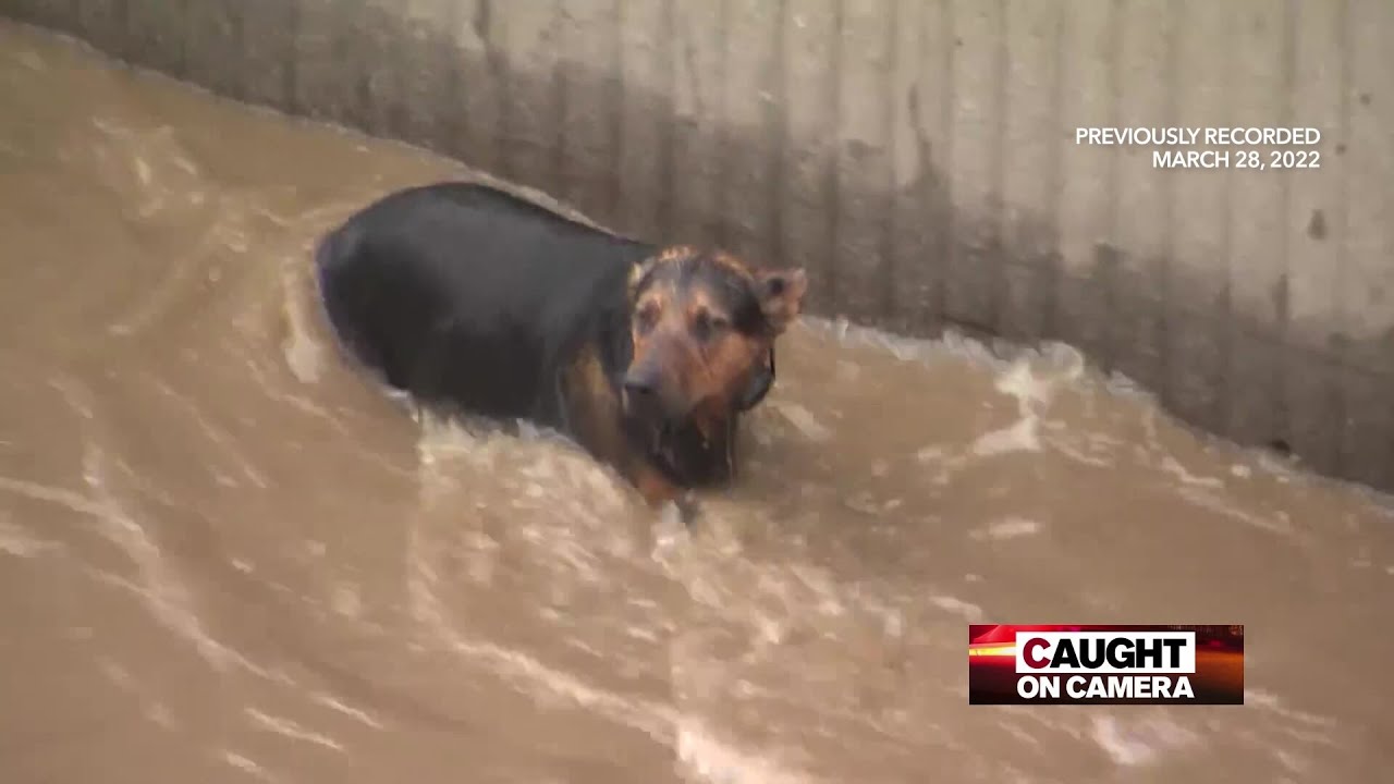 Animals in peril - Caught on Camera