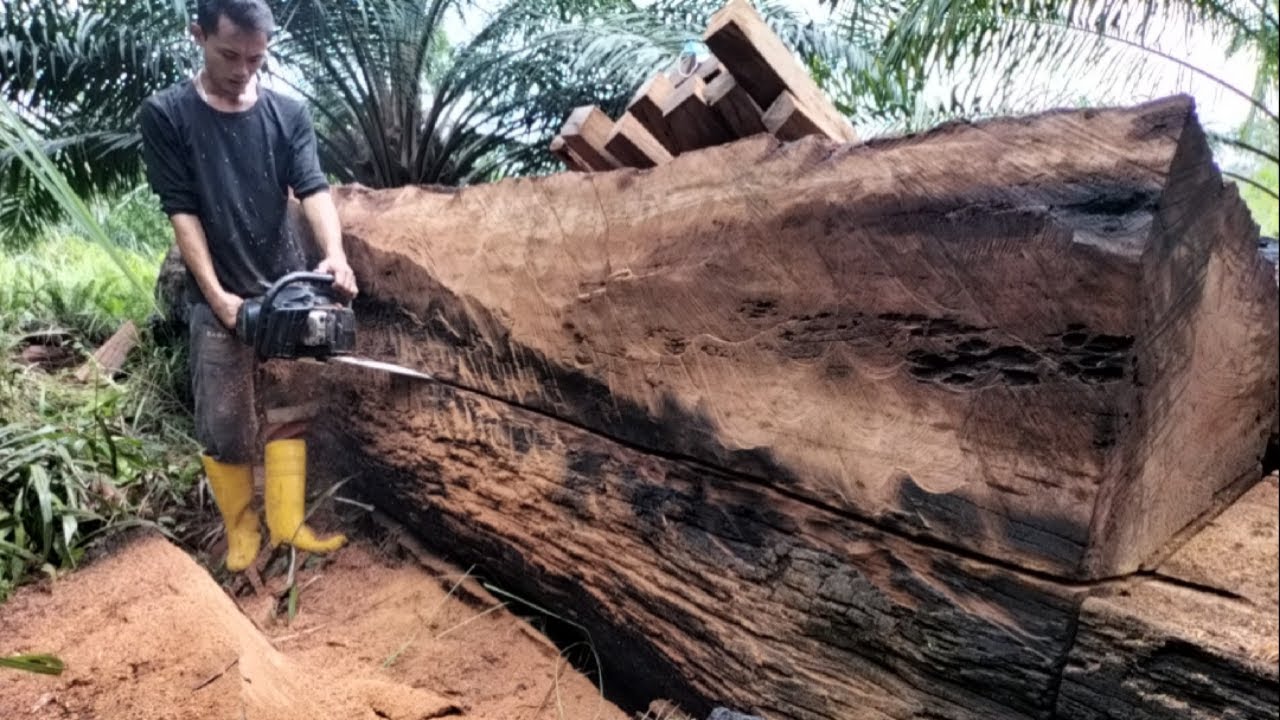Proses Membelah/Belahan Sisi Kayu Balak Terbiar Menggunakan Chainsaw Manual