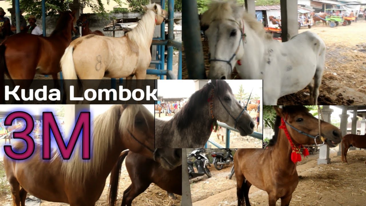 kuda lombok dijamin Kuwalitas Terbaik (Murah, Meriah, Mewah)