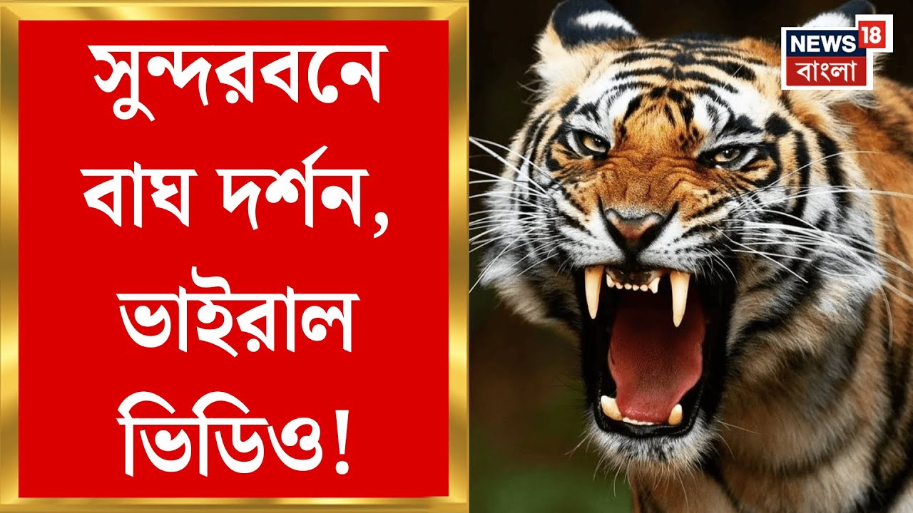 Sunderban News | সুন্দরবনে একসঙ্গে ৩ Royal Bengal tiger র দেখা,  সাঁতরে নদী পার | Bangla news