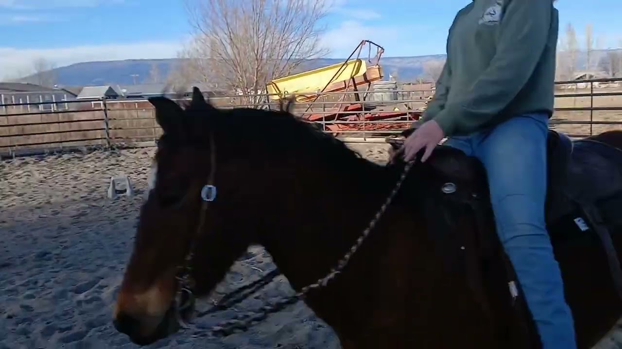 Jameson, 13.1hh/ 3.5 yo ready for a new little handy kid. 