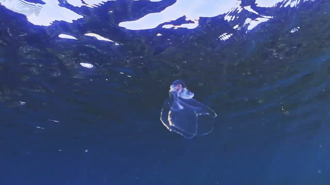 【映像記録】ウチワカンテンカメガイの優雅な泳ぎを見る- Sea Butterfly