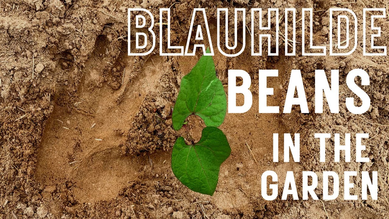 Planting Blauhilde Beans In The Garden
