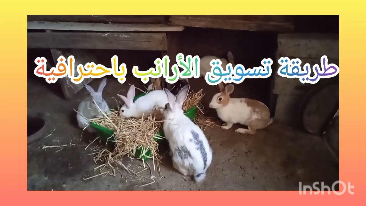 طريقة تسويق الأرانب بسهولة واحترافية لكل مربيين