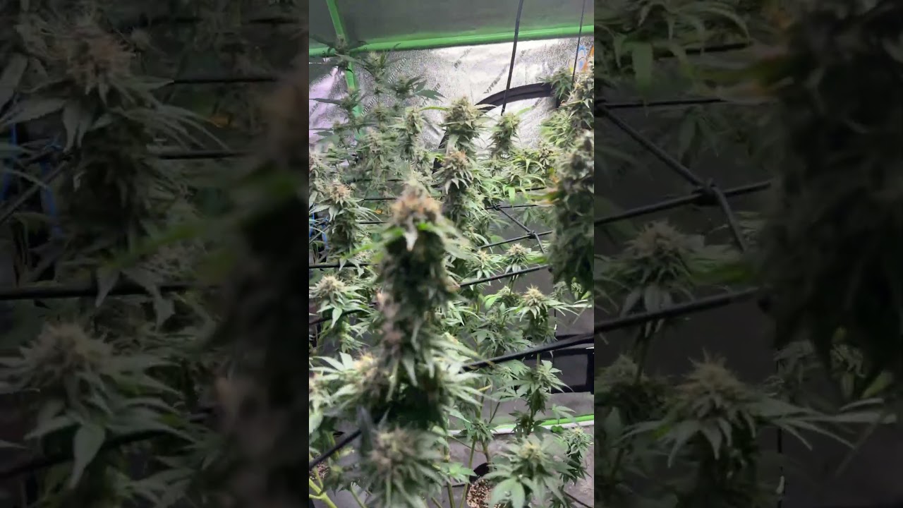 Feeding time nutrients is advanced nutrients grow micro bloom #garden #gardening #cannabiseducation