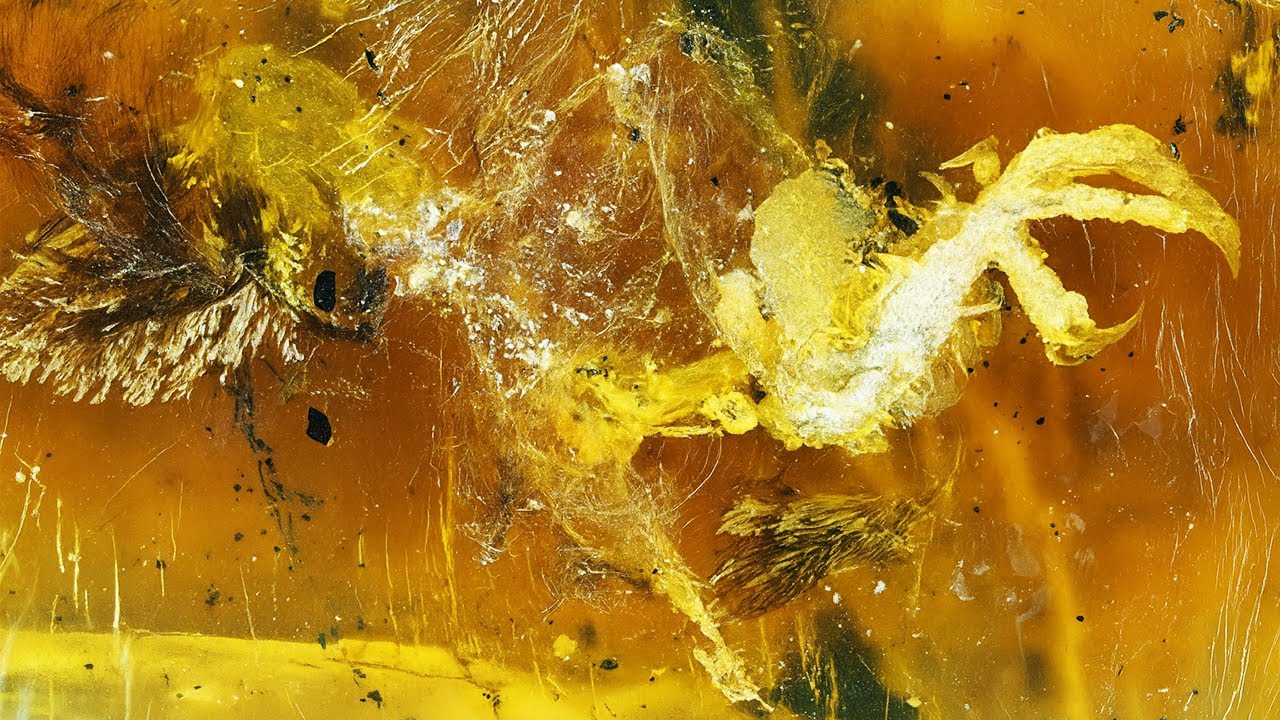 The Strangest Things Ever Found in Amber - Documentary