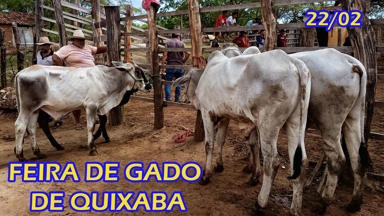 Feira de gado de Quixaba-PE (22/02/26)