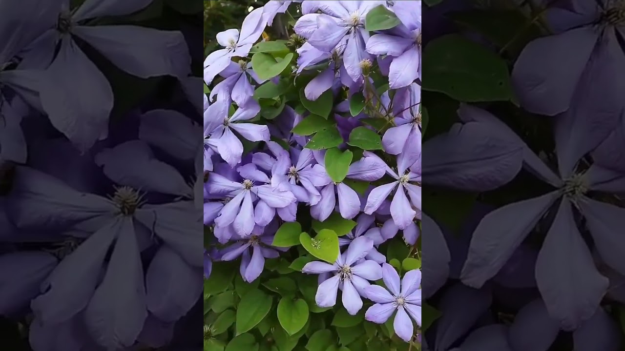 purple flowers all season flowers easy to grow