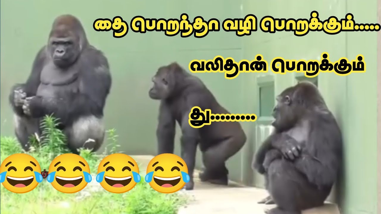 100 நாள் வேலை திட்டம் 🤣🤣 #@MasterofHumorMH 
