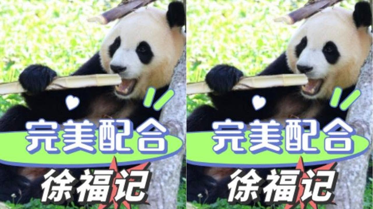 徐奶爸一句话就让福宝乖乖干饭，老父亲和乖女儿的默契度还在不断上升  #徐福记 #福宝 #熊猫 #国宝 #徐奶爸