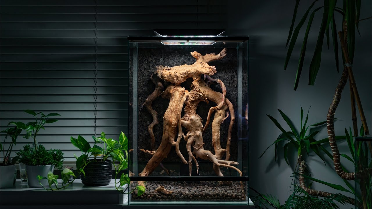 Tło i korzenie w terrarium dla Gekona Orzęsionego