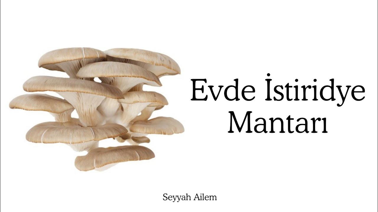 Evde istiridye mantarı yetiştirdim Seyyah Ailem