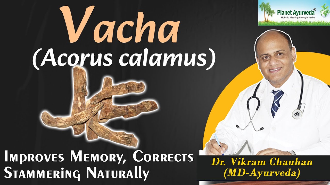 Vacha ( Acorus calamus)- Improves memory, corrects stammering naturally