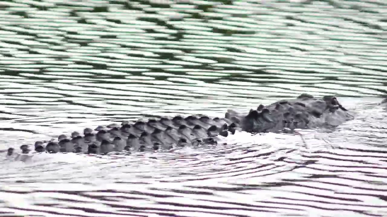 Alligator 082625