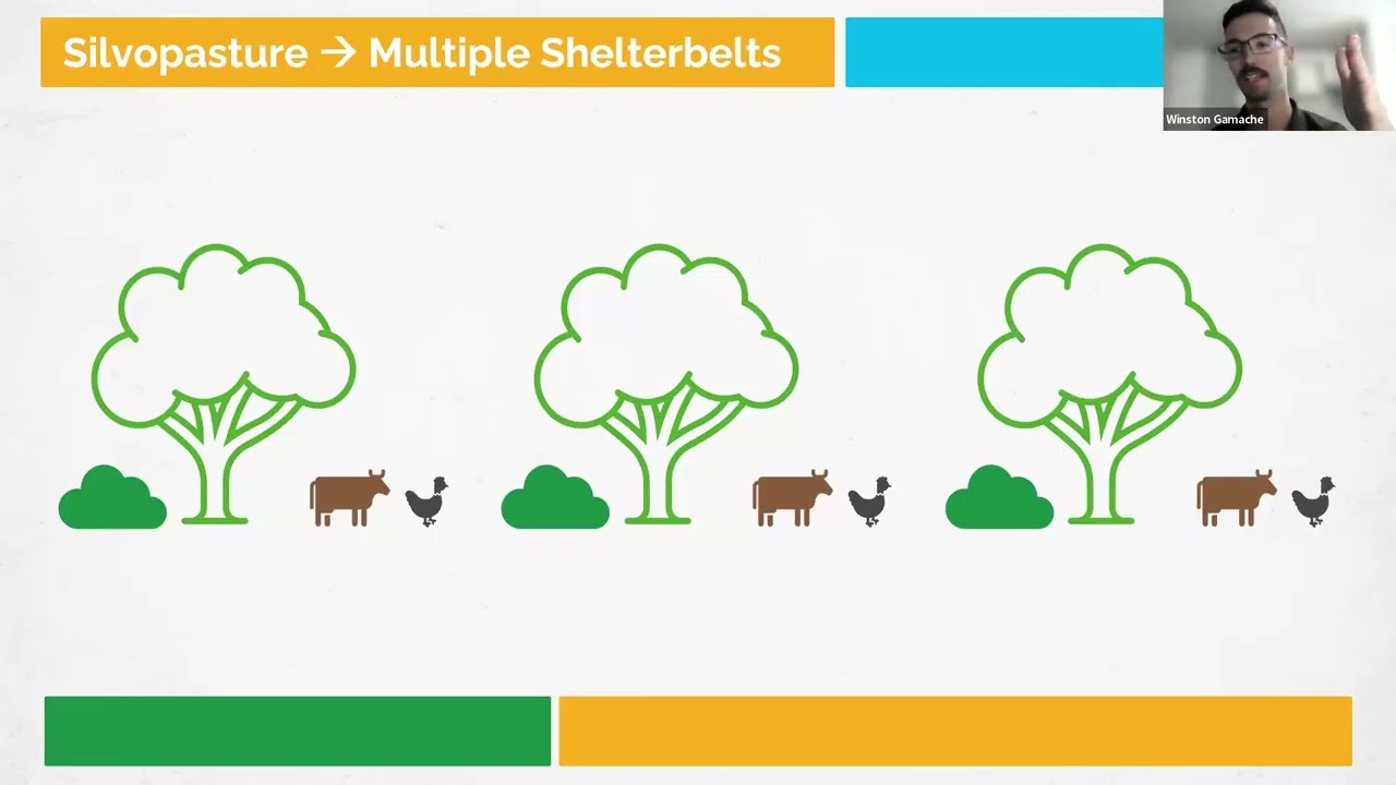 Fighting Drought: Silvopasture Solutions
