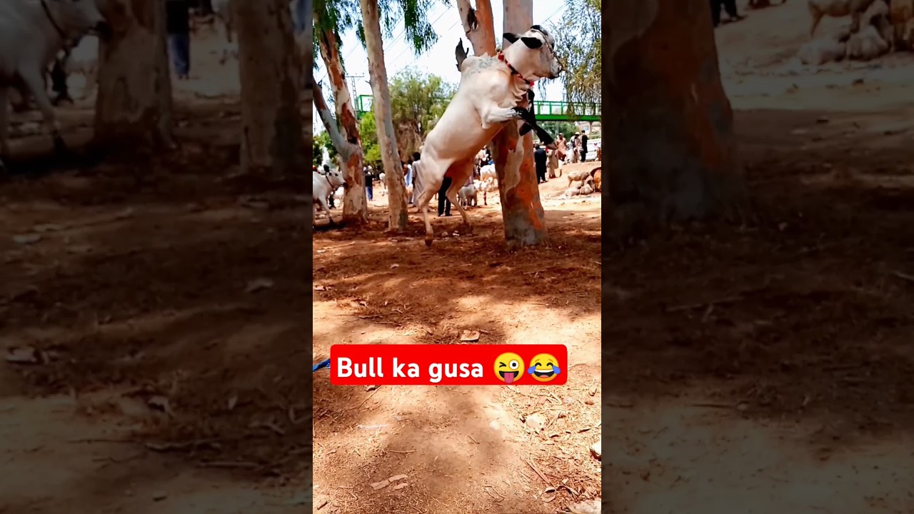 Fateh jangi bull ka gusa 😂/today domail mandi 2024#cow #cattlemarket #fatehjangi#shorts #shortsvideo