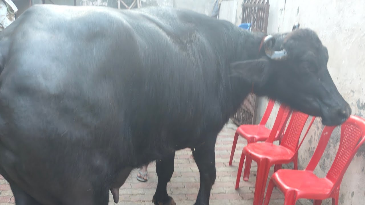 2nd Live Milking (Morning Time), Mother of Sartaj Karor || Neeraj Malik (7015870081)