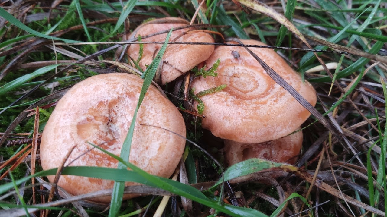 &iexcl;&iexcl;ECLOSIONAN MUCHISIMOS NISCALOS!! *(Estan todos pasados)* | 10/11/2024